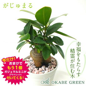 【夏休み企画アウトレット1鉢おまけ付き8/31まで】 ガジュマル 観葉植物 小さい ミニ フィカス 白セラアート鉢 3号 ラッピング無料 がじゅまる ガジュマルの木 おしゃれ 誕生日 ギフト プレゼント お祝 開店祝い 送料無料