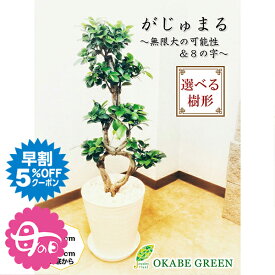 母の日 ギフト プレゼント 観葉植物 ガジュマル フィカス 8の字 8号 白セラアート鉢 多幸の木 縁起物 無限大 幹が曲り 受皿付 大型 オシャレ 開店祝い 開店祝い 鉢植え 人気 お祝い 誕生日 母の日 ギフト プレゼント 贈り物 インテリア 送料無料 【ピンク札】 [白黒7]