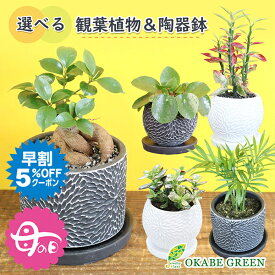 【早割5%OFF26日9:59まで】 母の日 ギフト プレゼント 観葉植物 ガジュマル フィカス 銀竜 金のなる木 ヤシ ペペロミオイデス シェフレラ シャングリラ つる性 選べる植物 4号 丸筒陶器鉢 直植え 黒デコジャリ付 鉢植え ダイギンリュウ 苗 苗木 おしゃれ 誕生日 送料無料