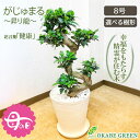 【2個同時購入5％OFFクーポン配布中】 母の日 ギフト プレゼント 観葉植物 大型 ガジュマルの木 フィカス 昇り竜 8号 白セラアート鉢 開店祝 ラッピング無料 開店祝 鉢植え 縁起物 多幸の木 幹曲がり おしゃれ 人気 お祝い 誕生日 送料無料 【緑】