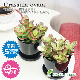 【早割5%OFF26日9:59まで】 母の日 ギフト プレゼント 観葉植物 金のなる木 黒プラスチック鉢 3.5号 ゴールドラメ付 選べる 多肉植物 おしゃれ 苗 苗木 開店祝い 鉢植え お祝い 誕生日 母の日 ギフト プレゼント 開店祝 引越祝 新築祝 インテリア 送料無料 [黒2]