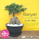 【2個同時購入5％OFFクーポン配布中】 母の日 ギフト プレゼント 観葉植物 大型 ガジュマル フィカス 福寿 幹太 選べる 7号 黒鉢か白鉢が選べる セラアート鉢 開店祝 ラッピング無料 盆栽 鉢植え おしゃれ 人気 お祝い 誕生日 母の日 ギフト プレゼント 贈り物 [白黒6]