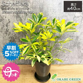 【早割5%OFF26日9:59まで】 母の日 ギフト プレゼント 観葉植物 シェフレラ ホンコンカポック 斑入り 4号 茶プラスチック鉢 黒皿付 ヤドリフカノキ おしゃれ 開店祝い 鉢植え 人気 お祝い 誕生日 母の日 ギフト プレゼント 贈り物 インテリア 送料無料 [白3]