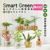 【2個同時購入5％OFFクーポン配布中】 母の日 ギフト プレゼント 観葉植物 ハイドロカルチャー ゼオライ…