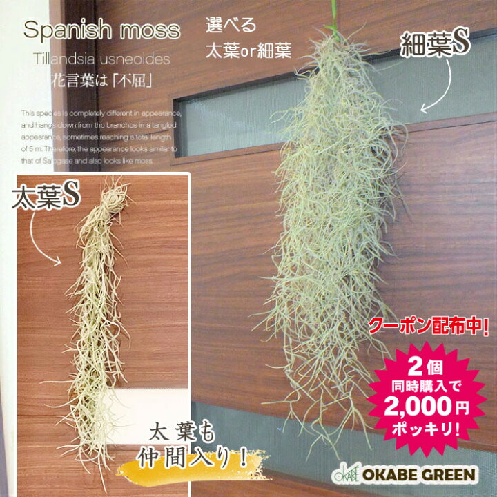 楽天市場 2個同時購入で00円ポッキリ企画 スパニッシュモス ｓ 細葉 太葉 ウスネオイデス エアプランツ チランジア エアープランツ 壁掛け 吊り下げ 人気 観葉植物 母の日 ギフト おしゃれ インテリア 送料無料 岡部グリーン有限会社