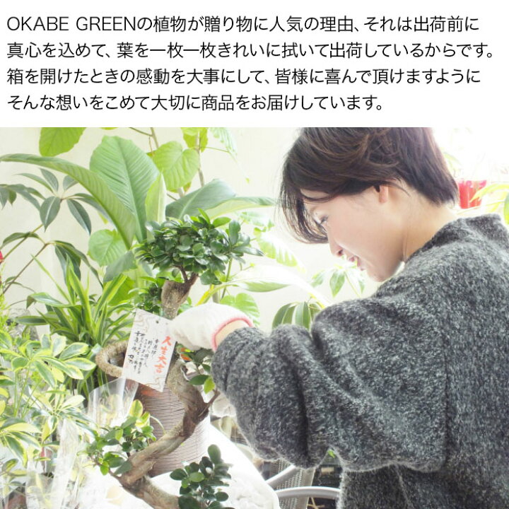 楽天市場 アガベ 雷神 ポタトラム１１号 多肉植物 花を咲かせたアガベ雷神を見た者は雷神の力を得幸運になると言い伝えられているそうです 送料無料 ロスフラワー企画 岡部グリーン有限会社