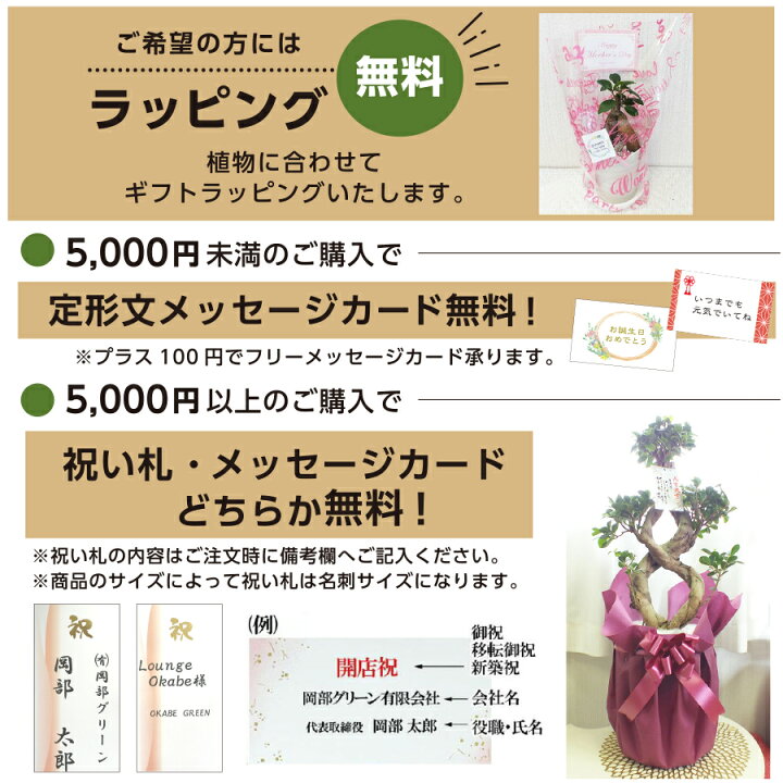 楽天市場 観葉植物 金のなる木 ４号 黒プラスチック鉢 鉢皿付 成金草 黄金花月 多肉植物 小さい観葉植物 母の日 ギフト おしゃれ 鉢植え お祝い 誕生日 ギフト プレゼント 開店祝い 引越祝い新築祝 インテリア 送料無料 ロスフラワー企画 岡部グリーン有限会社