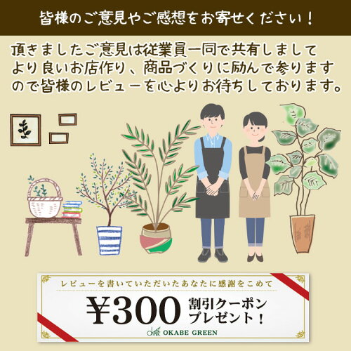 楽天市場 クーポン配布中 ペディランサス 銀竜 カラープラスチック鉢 商売繁盛の木 金運 風水 運気アップ ミニ観葉 プレゼント 観葉植物 母の日 ギフト おしゃれ ミニ 鉢植え お祝い 誕生日プレゼント 送料無料 岡部グリーン有限会社