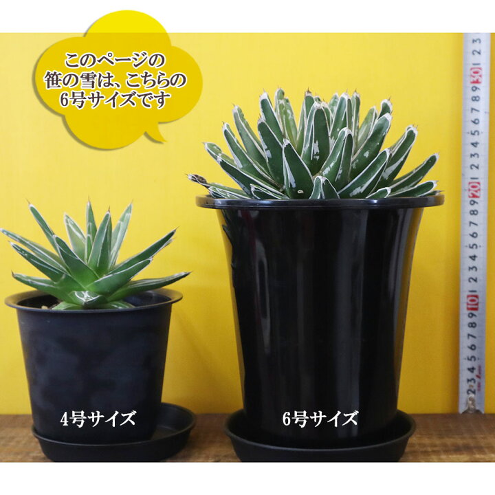 アガベ笹の雪超大株美苗プラスチック鉢付き発送