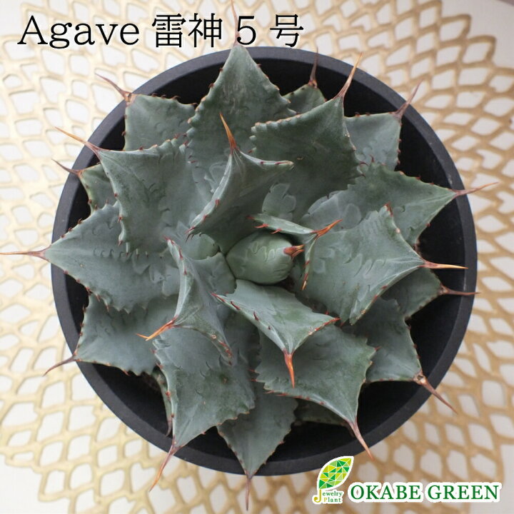 楽天市場 アガベ 雷神 ５号サイズ 黒プラスチック鉢 多肉植物 観葉植物 母の日 ギフト おしゃれ 送料無料 ロスフラワー企画 岡部グリーン有限会社