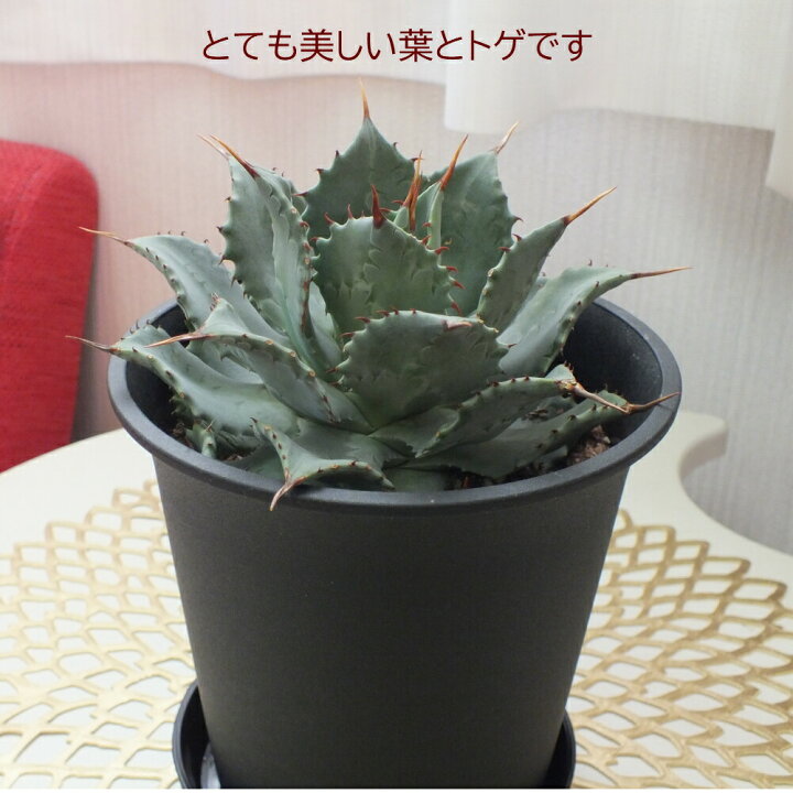 楽天市場 アガベ 雷神 ５号サイズ 黒プラスチック鉢 多肉植物 観葉植物 母の日 ギフト おしゃれ 送料無料 ロスフラワー企画 岡部グリーン有限会社