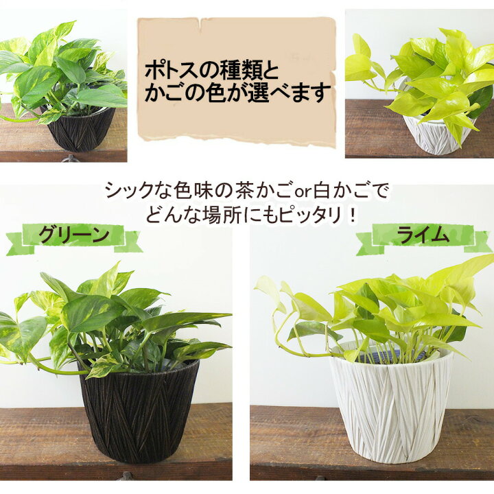 楽天市場 お中元 ギフト ポトス ライム グリーン マーブル ５号 茶かご 白かご 鉢皿付 種類選べる 人気 観葉植物 母の日 ギフト おしゃれ 鉢植え お祝い 誕生日 ギフト プレゼント 送料無料 贈り物 インテリア 送料無料 ロスフラワー企画 岡部グリーン有限会社