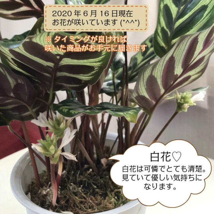 楽天市場 カラテア マコヤナ ４号 白プラスチック鉢 水苔で植えてます 受皿付 和名ゴシキヤバネショウ 観葉植物 母の日 ギフト おしゃれ 小さい 鉢植え お祝い 誕生日 プレゼント インテリア 送料無 ロスフラワー企画 岡部グリーン有限会社