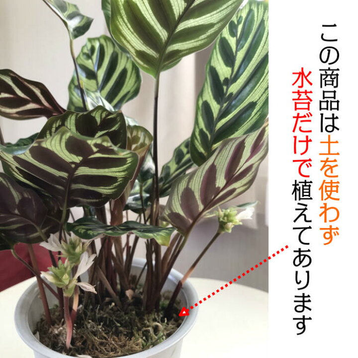 楽天市場 カラテア マコヤナ ４号 白プラスチック鉢 水苔で植えてます 受皿付 和名ゴシキヤバネショウ 観葉植物 母の日 敬老の日 ギフト おしゃれ 小さい 鉢植え お祝い 誕生日 敬老の日 ギフト プレゼント インテリア ディスプレイ 送料無 ロスフラワー企画 岡部