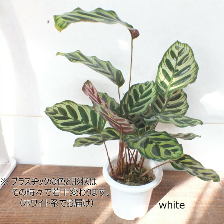 楽天市場 カラテア マコヤナ ４号 白プラスチック鉢 水苔で植えてます 受皿付 和名ゴシキヤバネショウ 観葉植物 母の日 ギフト おしゃれ 小さい 鉢植え お祝い 誕生日 プレゼント インテリア ディスプレイ 送料無 岡部グリーン有限会社