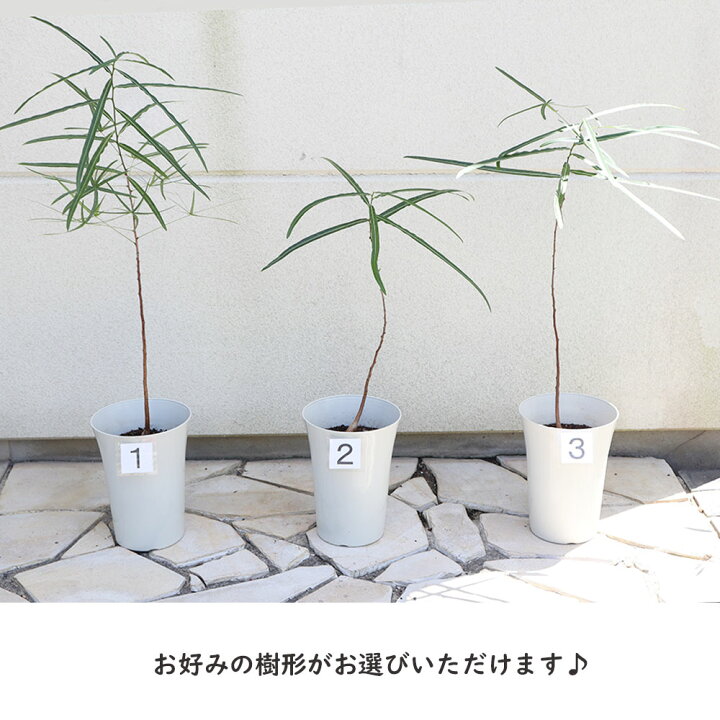 楽天市場】観葉植物 大型 ブラキキトン ボトルツリー 7号 選べる樹形 