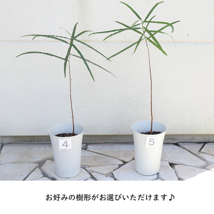 楽天市場】観葉植物 大型 ブラキキトン ボトルツリー 7号 選べる樹形 