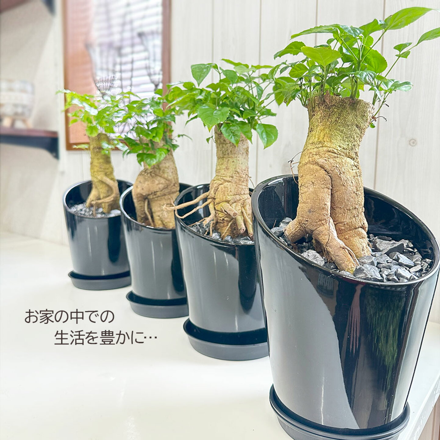 ステレオ スペルマ ム