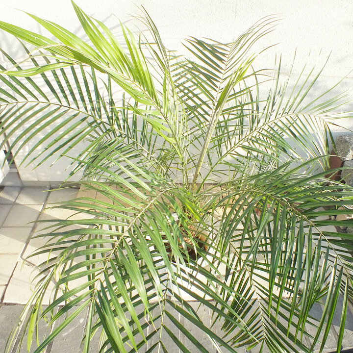 楽天市場】観葉植物 大型 ヤシ フェニックス ロベレニー 8号 白 