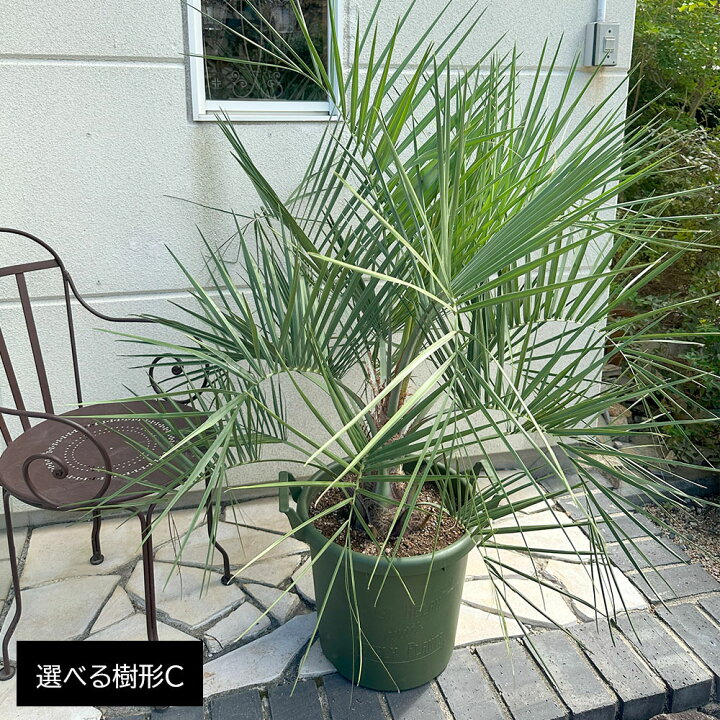 楽天市場】母の日 観葉植物 大型 屋外 ココスヤシ 選べるサイズ 10号 
