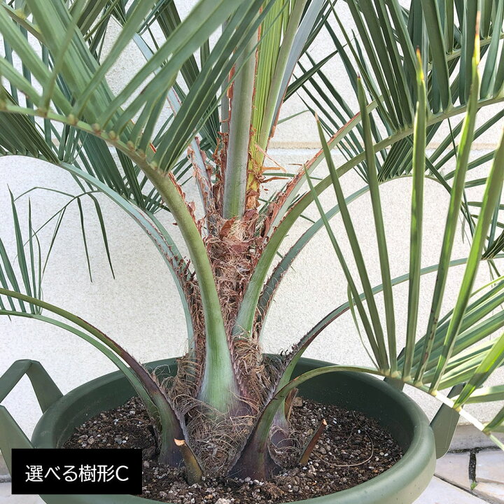 楽天市場】母の日 観葉植物 大型 屋外 ココスヤシ 選べるサイズ 10号 