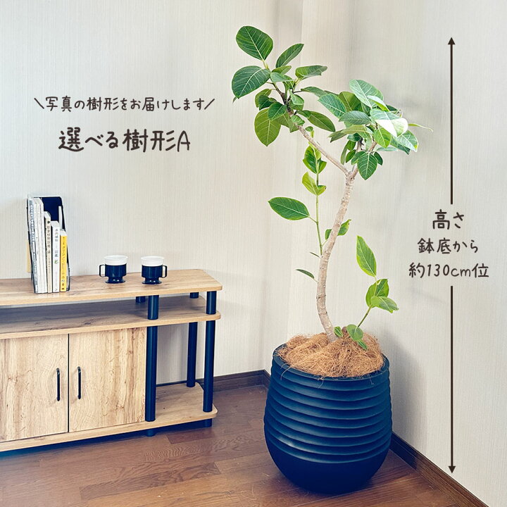 楽天市場】【2個同時購入5％OFFクーポン配布中】 観葉植物 大型 ゴム 