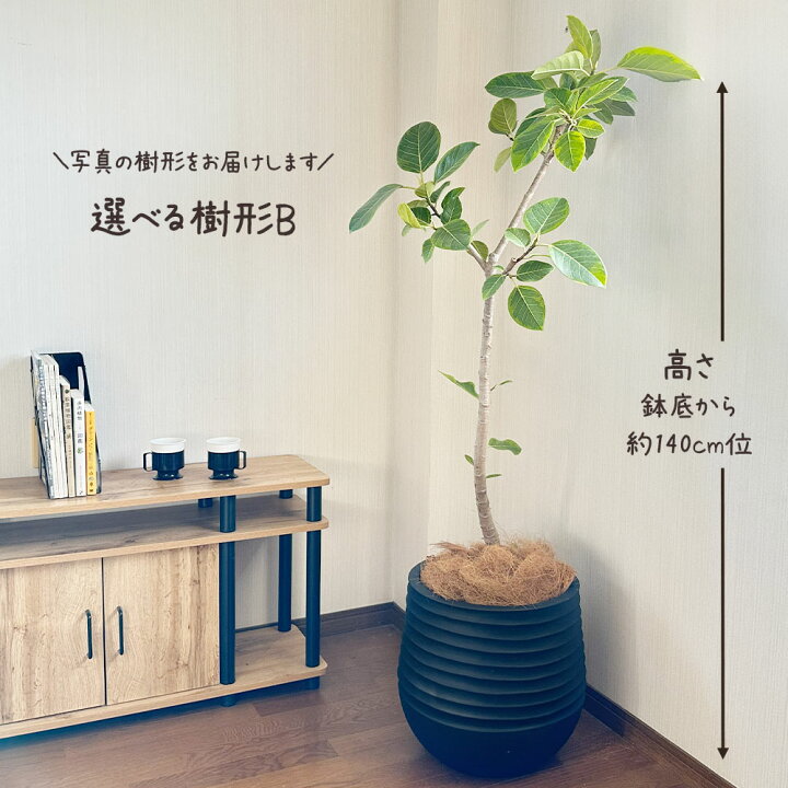 楽天市場】母の日 観葉植物 大型 ゴムの木 フィカス アルテシマ 幹 