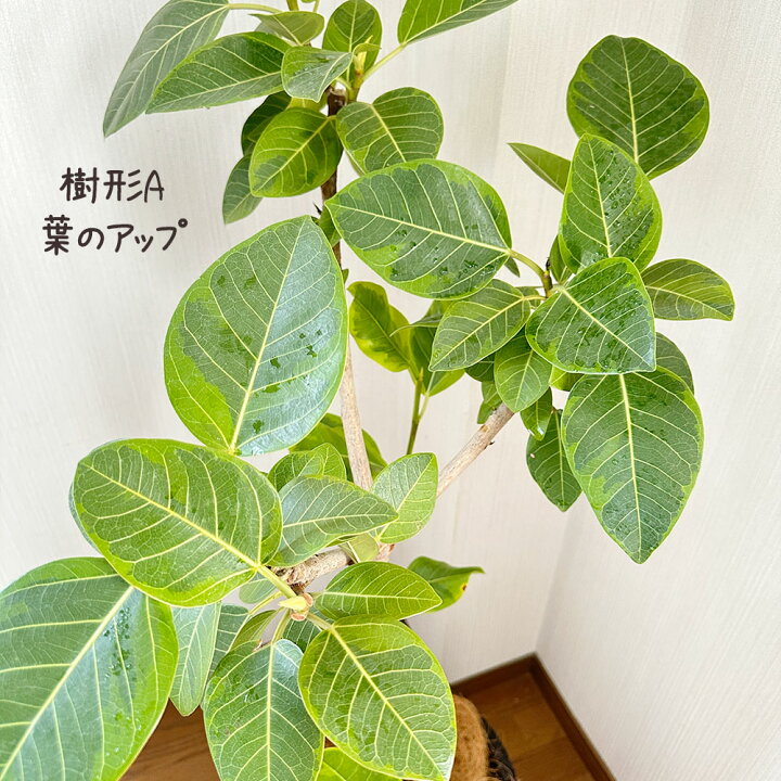 楽天市場】母の日 観葉植物 大型 ゴムの木 フィカス アルテシマ 幹 