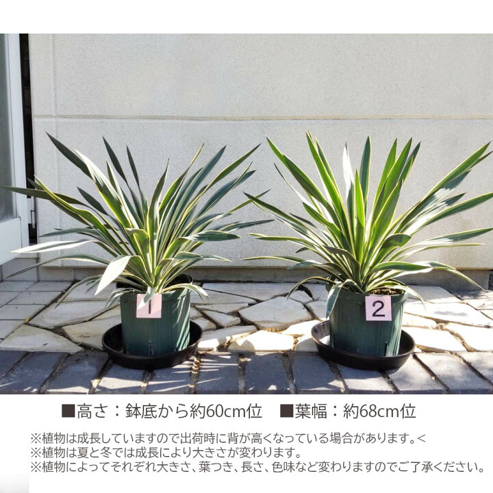 楽天市場】【お得クーポン配布中】 観葉植物 大型 ユッカ グロリオサ  
