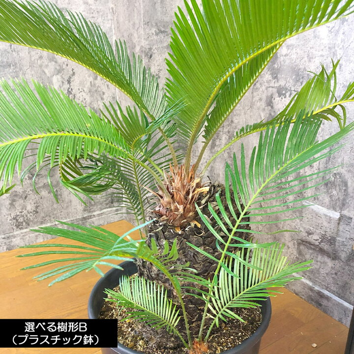 楽天市場】観葉植物 大型 ソテツ 【現品】 ラッピング無料 選べる樹形 