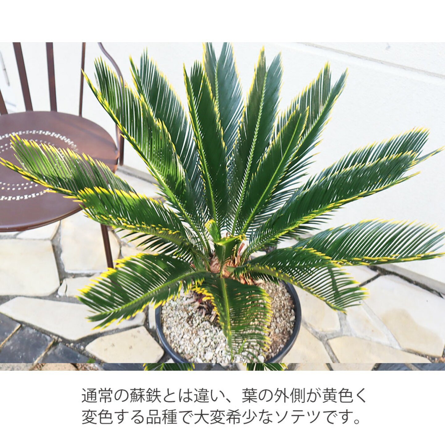 楽天市場 | 岡部グリーン有限会社 - 黄金に輝く葉が魅力｜キンカン 