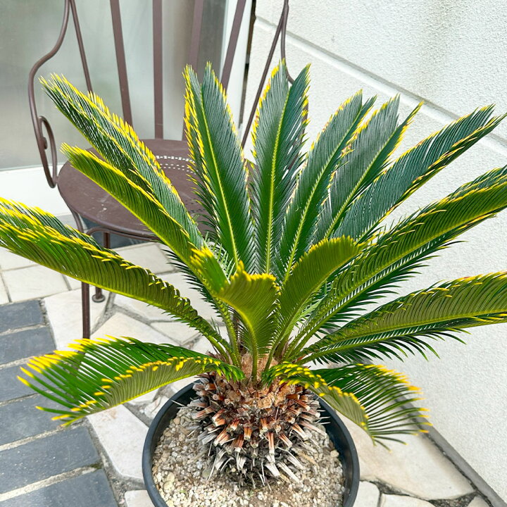楽天市場】観葉植物 大型 キンカンソテツ 10号 【現品】 ラッピング 