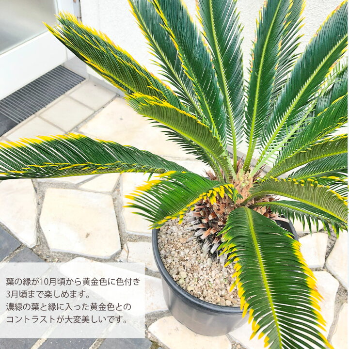 楽天市場】【お得クーポン配布中】 観葉植物 大型 キンカンソテツ 10号 