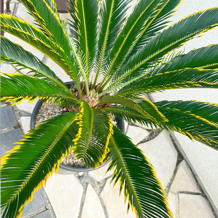 楽天市場】【お得クーポン配布中】 観葉植物 大型 キンカンソテツ 10号 