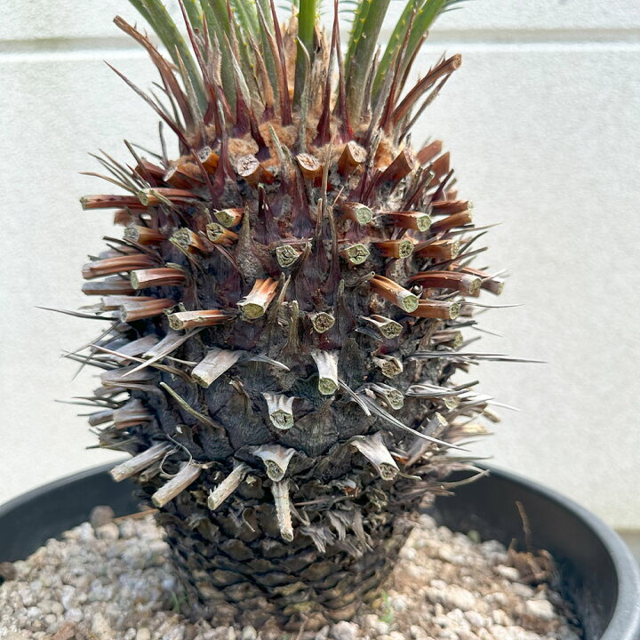 楽天市場】【お得クーポン配布中】 観葉植物 大型 キンカンソテツ 10号  