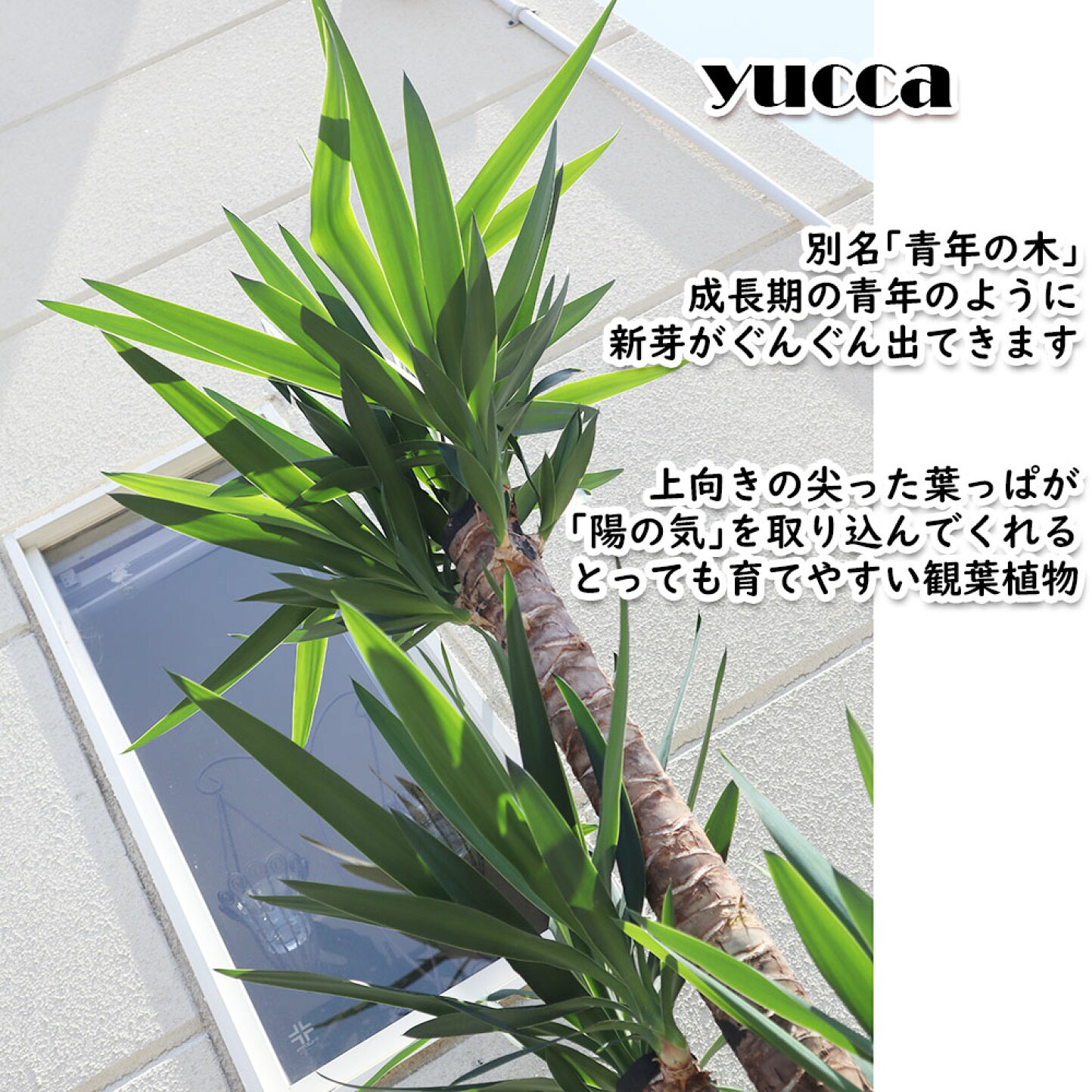 楽天市場 | 岡部グリーン有限会社 - ユッカの育て方完全ガイド｜初心者 