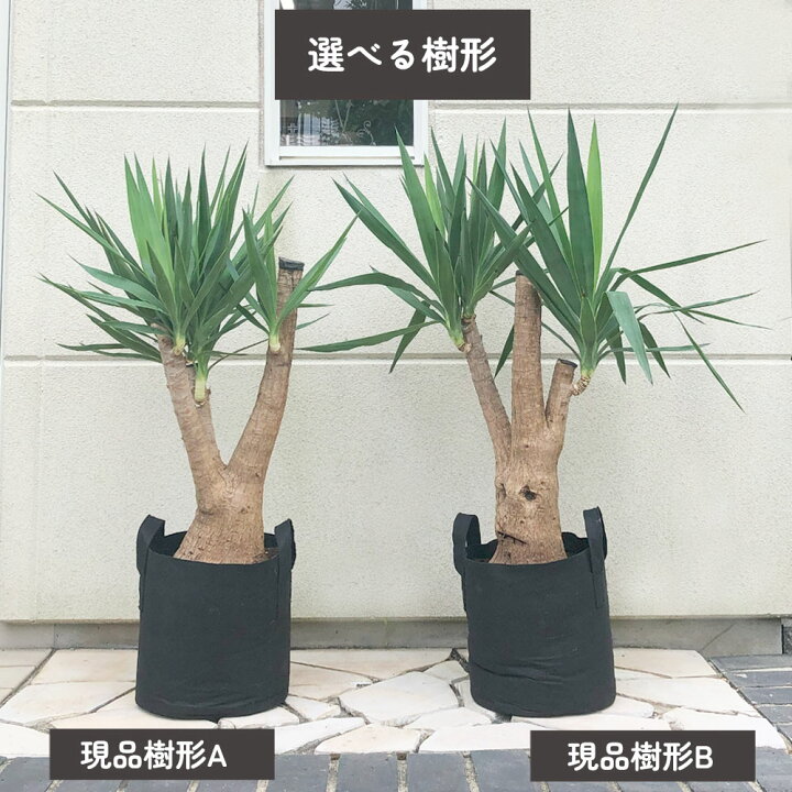 楽天市場】母の日 観葉植物 大型 ユッカ マヤツリー ブランチ 10号 