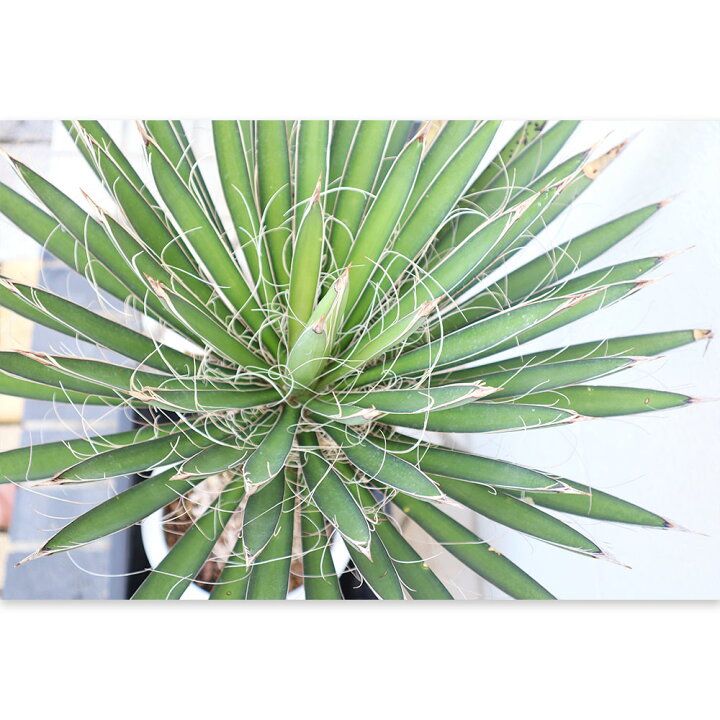 楽天市場】観葉植物 大型 屋外 ユッカ フィリフェラ 10号 【現品 