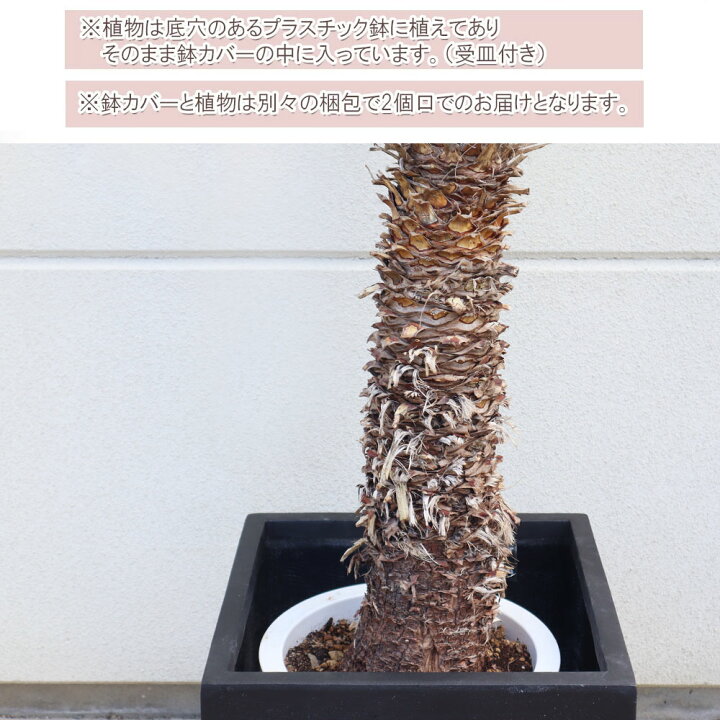 楽天市場】観葉植物 大型 屋外 ユッカ フィリフェラ 10号 【現品 