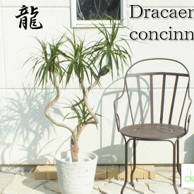 楽天市場 エアコン カバー 室内 観葉植物 花 観葉植物 花 ガーデン Diyの通販