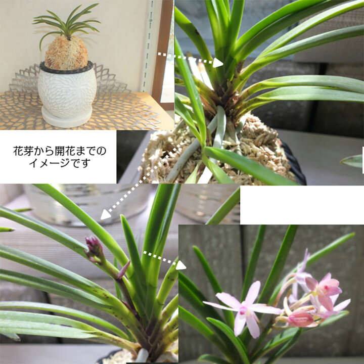 楽天市場 富貴蘭 風蘭 蘭 苔玉 白のデザイン丸陶器鉢 22 鉢植え ピンク花 ソーサー付 珍しい 観葉植物 母の日 ギフト おしゃれ 小さい 母の日 ギフト お祝い 誕生日 父の日 ギフト プレゼント 送料無料 ロスフラワー企画 岡部グリーン有限会社