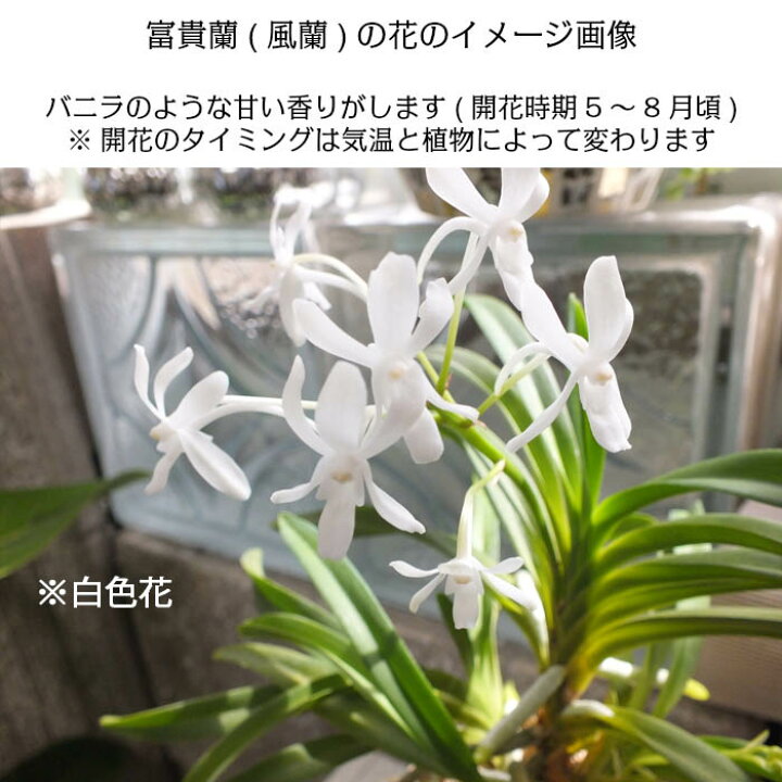 楽天市場 大感謝祭クーポン配布中 富貴蘭 風蘭 蘭 鉢植え ゴールド陶器 白花 富嶽 西出都 天恵覆輪 珍しい お歳暮 お正月 母の日 ギフト おしゃれ 小さい 選べる お祝い 誕生日 開店祝 新築祝 送料無料 インテリア ロスフラワー企画 フウキラン フウラン 岡部 楽天市場 大感謝祭クーポン配布中 富貴蘭 風蘭 蘭 鉢植え ゴールド陶器 白花 富嶽 西出都 天恵覆輪 珍しい お歳暮 お正月 母の日 ギフト おしゃれ 小さい 選べる お祝い 誕生日 開店祝 新築祝 送料無料 インテリア ロスフラワー企画 フウキラン フウラン 岡部