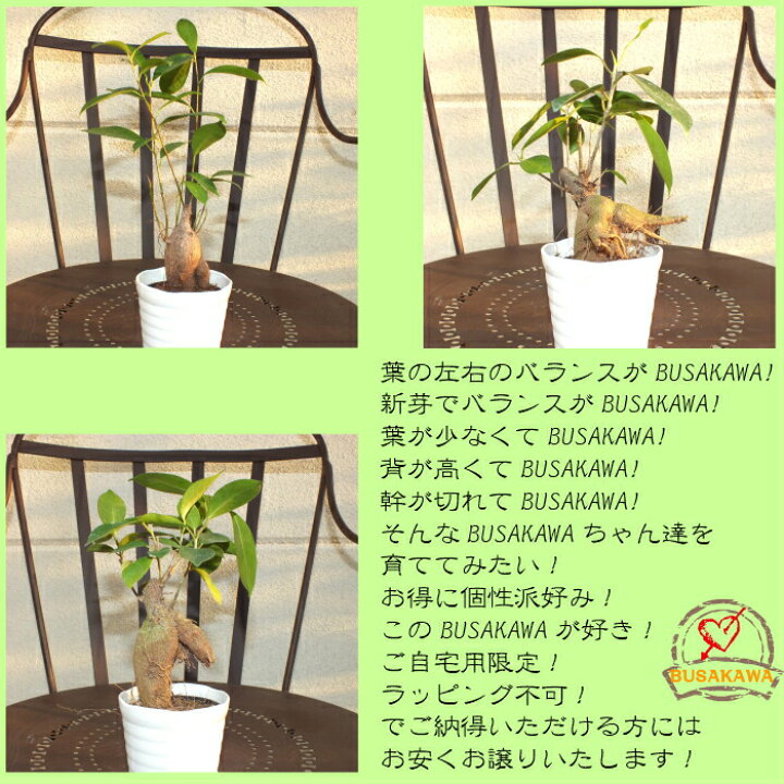楽天市場 母の日超早割５ Offクーポン配布中 ガジュマル 小さい ３号 鉢植え アウトレット 361円off 白セラアート鉢 受皿付き プレゼント 観葉植物 母の日 ギフト おしゃれ 花言葉 多幸の木 がじゅまる ご自宅用 インテリア 御中元 プレゼント 岡部グリーン