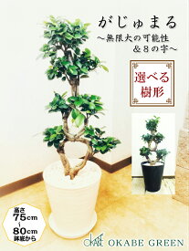 楽天市場 ガジュマル 大型の通販