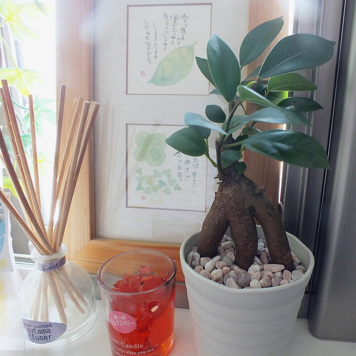 タイマー ユニークな 頼む 新築 祝い 鉢植え 虫を数える 排除する 今後 タイマー ユニークな 頼む 新築 祝い 鉢植え 虫を数える 排除する 今後