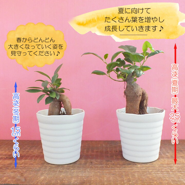 ガジュマル８の字 ８号 おしゃれ お祝い ギフト プレゼント 大型 父の日 白セラアート鉢 種類一覧 縁起物 観葉植物 鉢植え 風水 売れ筋ランキング 白セラアート鉢