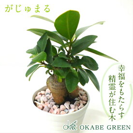 【店内全品P5倍決算セール3/31まで】 観葉植物 ガジュマル フィカス 白セラアート鉢 3号 ピンク石付 受皿付 小さい おしゃれ 開店祝い 鉢植え 花言葉 多幸の木 誕生日 母の日 ギフト プレゼント がじゅまる 開店祝い 新築祝い お祝い 送料無料