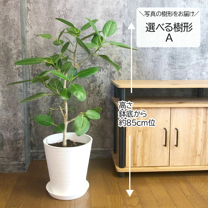 楽天市場】観葉植物 大型 ゴムの木 ベンガルゴム 幹曲がり 【現品】 8 