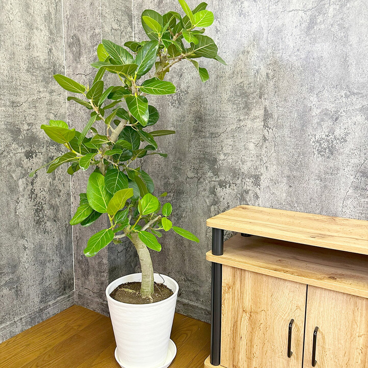 楽天市場 | 岡部グリーン有限会社 - 観葉植物の王様｜フィカス 