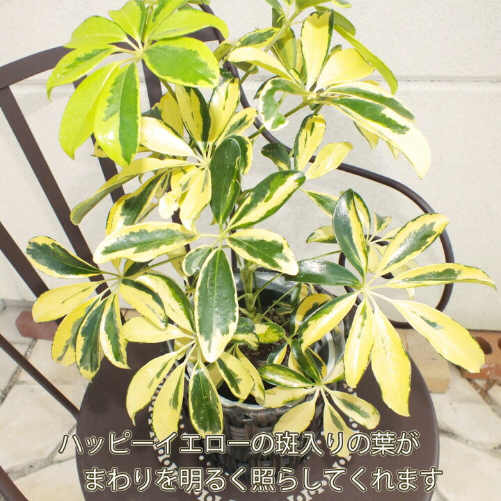 楽天市場 誕生祭１０ Offクーポン配布中4 11まで シェフレラ ホンコンカポック ５号とシックな茶色いかご ｐｐライナー付き 観葉植物 母の日 ギフト おしゃれ お祝い 誕生日 プレゼント 引越祝 インテリア ディスプレイ 送料無料 岡部グリーン有限会社